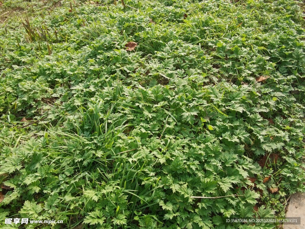 绿意盎然的植物景观
