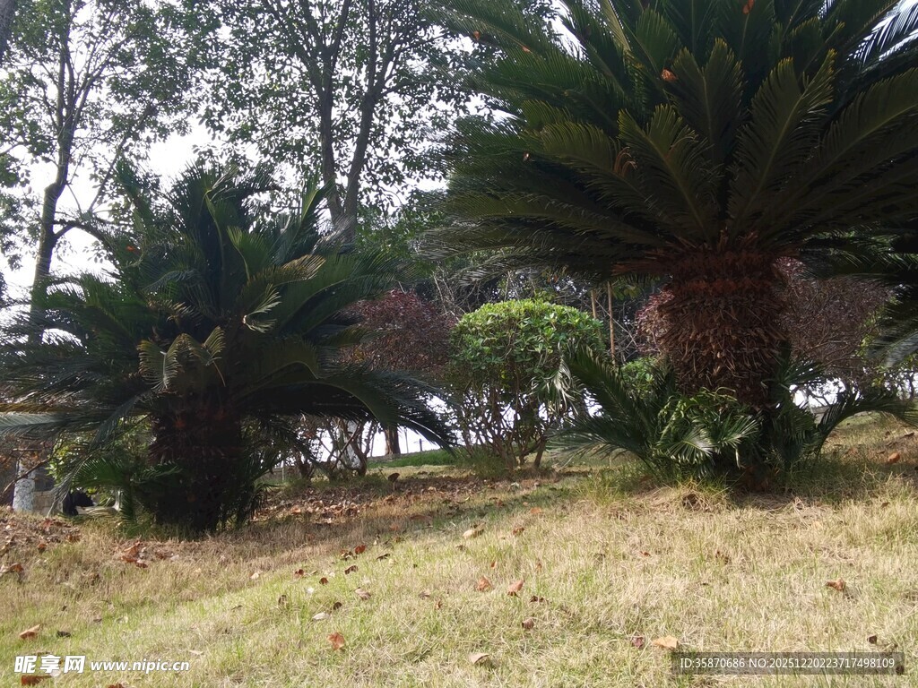 户外的苏铁植物景观