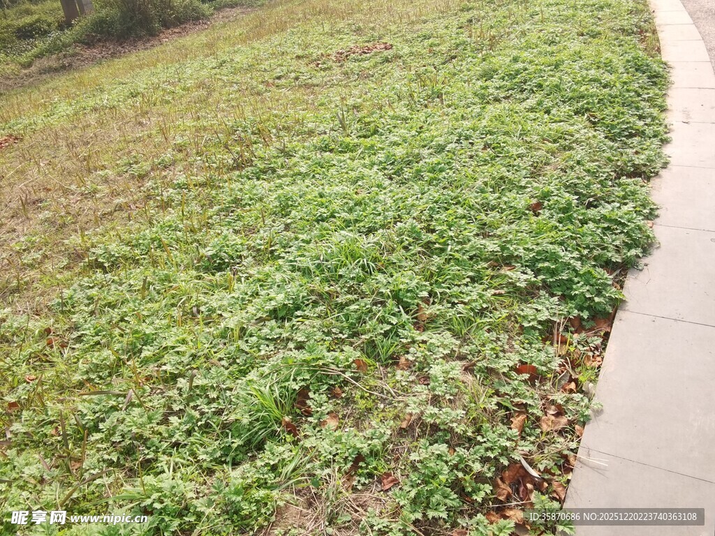 路边嫩绿草地景观