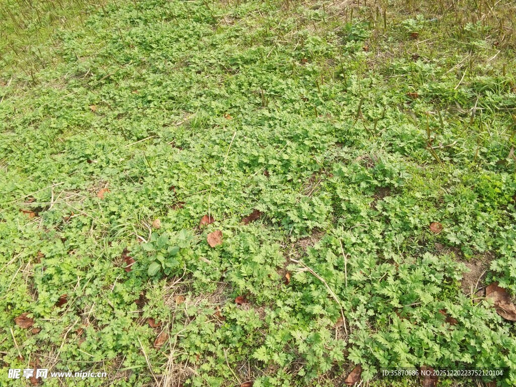嫩绿草地植物生机勃勃