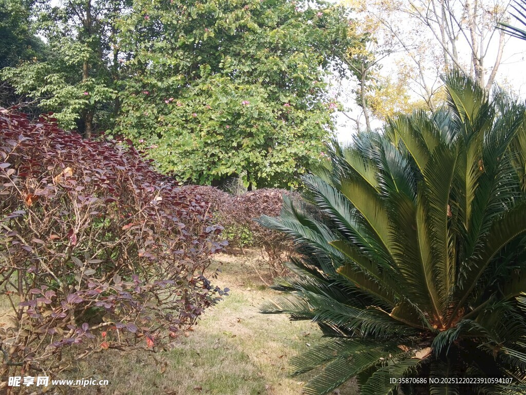 林间小径旁的多彩植物