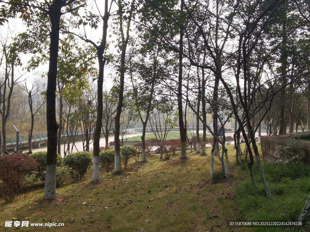 林间小道静谧自然风光