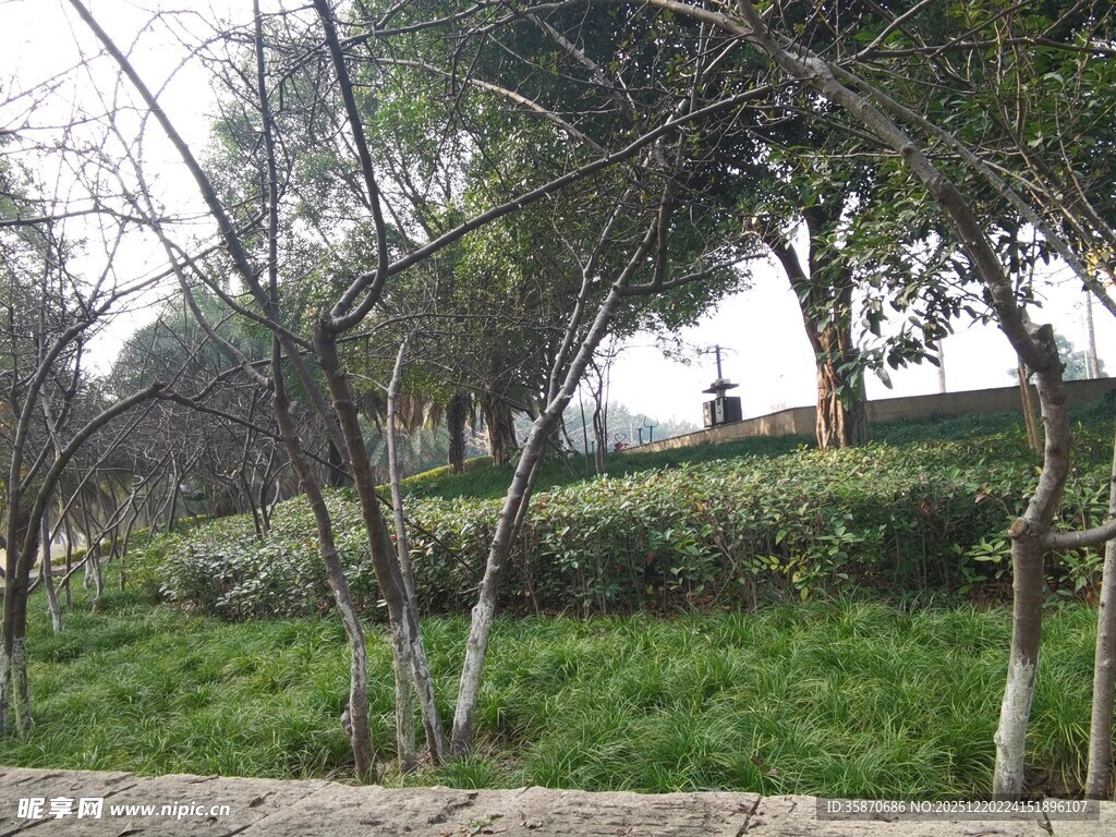 春日郊野绿植景观