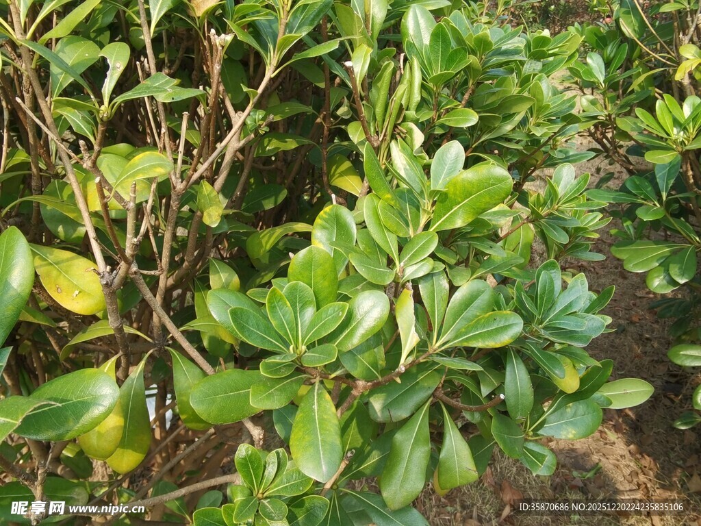绿叶繁茂的植物景观