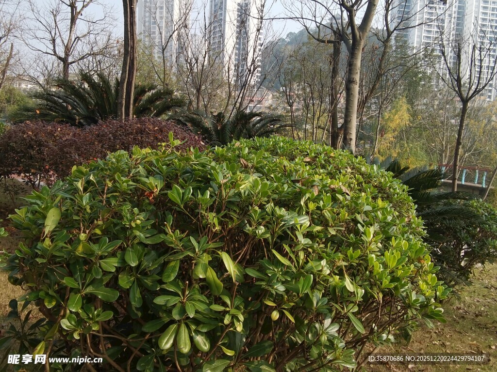 绿意盎然的园林灌木丛