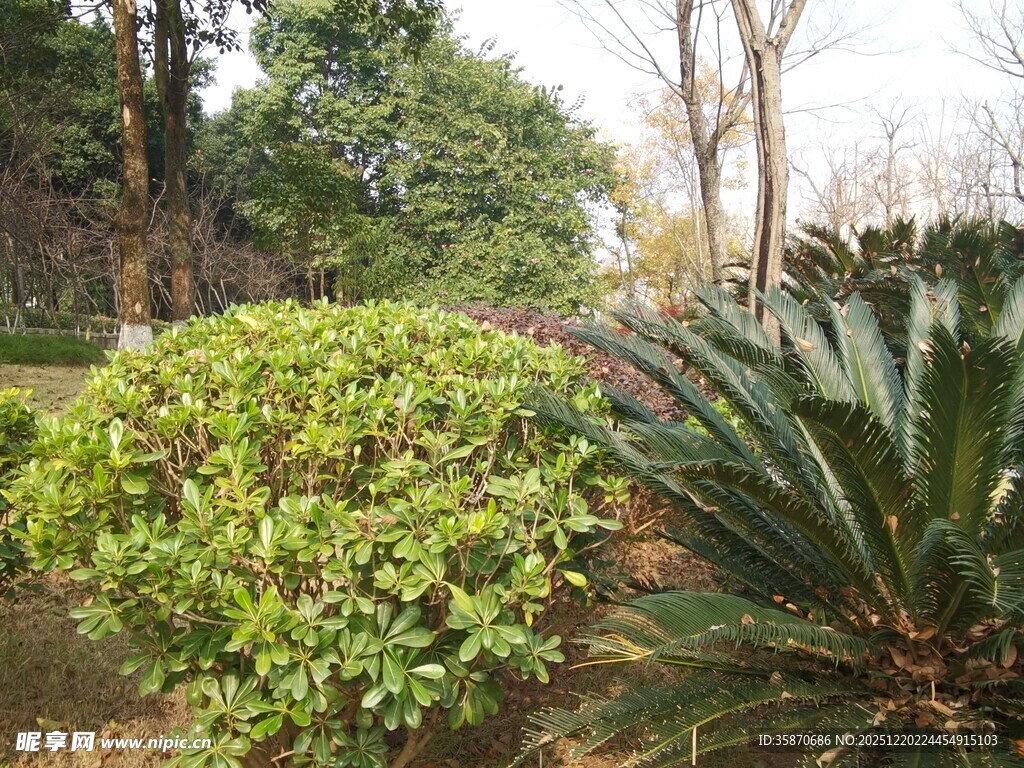 绿意盎然的园林植物景观