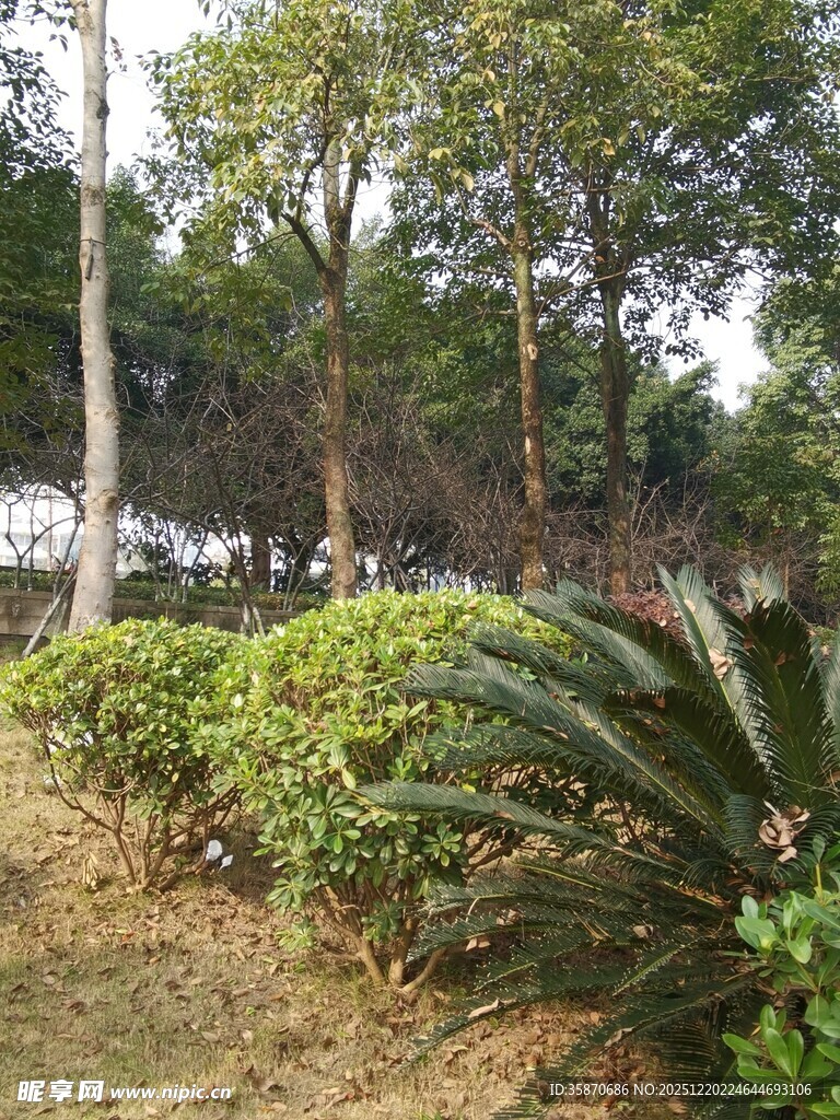 户外繁茂绿植景观