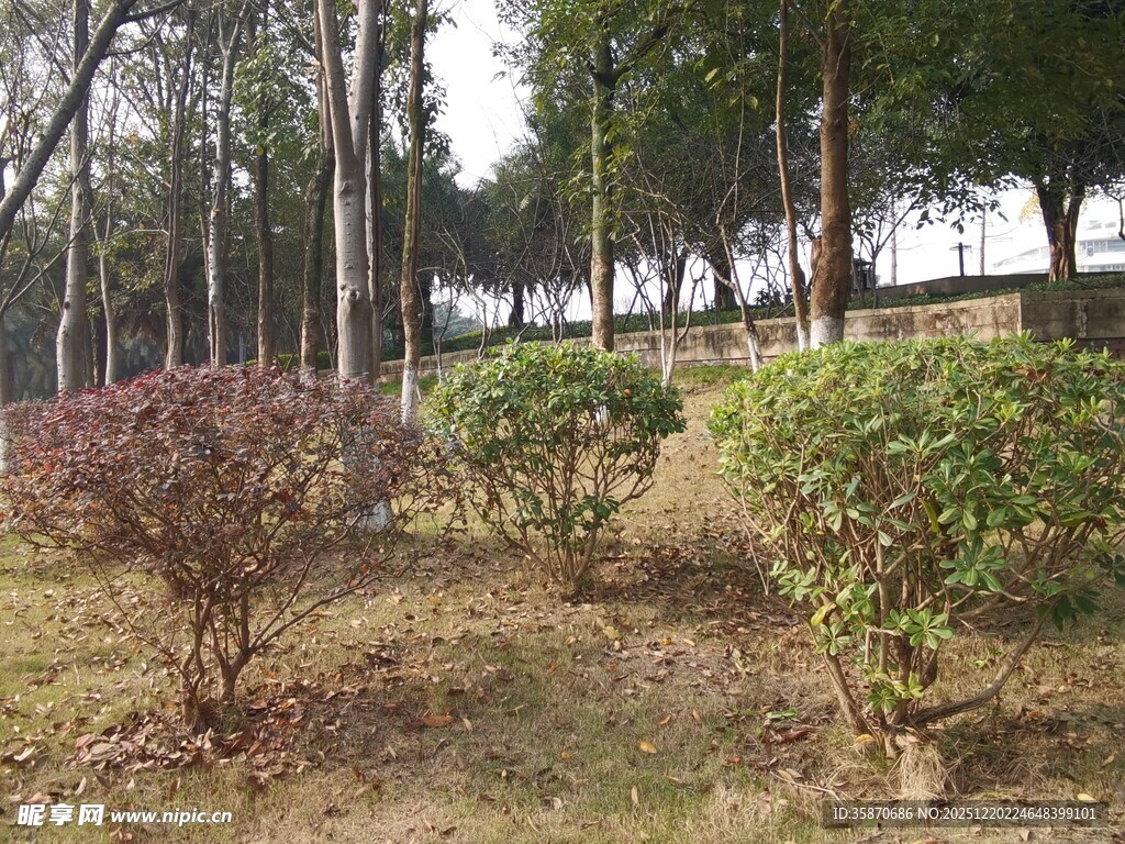 户外园林绿植景观