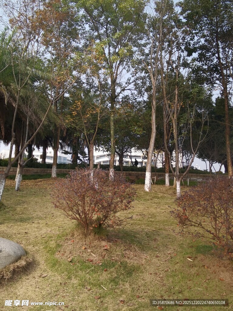 秋日林间草地景致