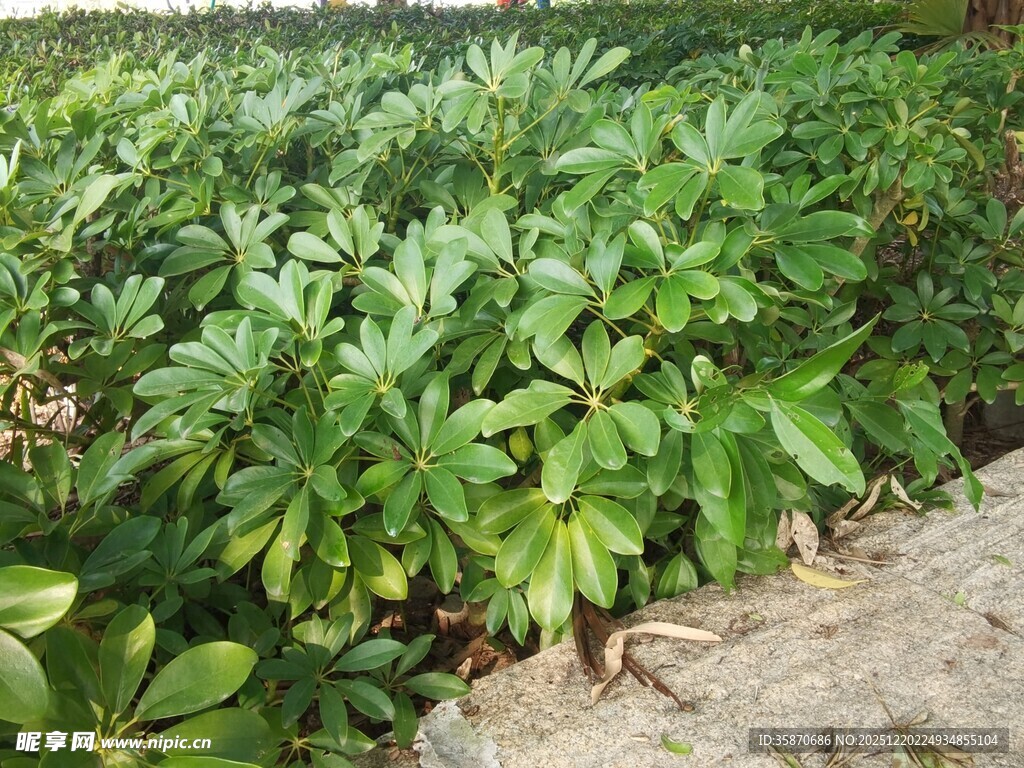 绿叶繁茂的植物景观