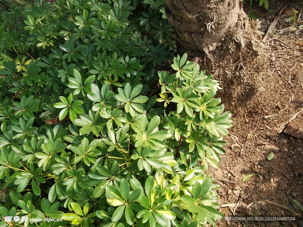 树下绿植特写