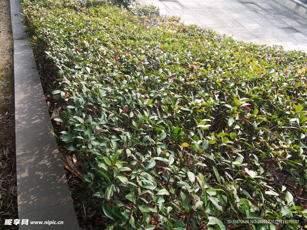 路边翠绿灌木丛