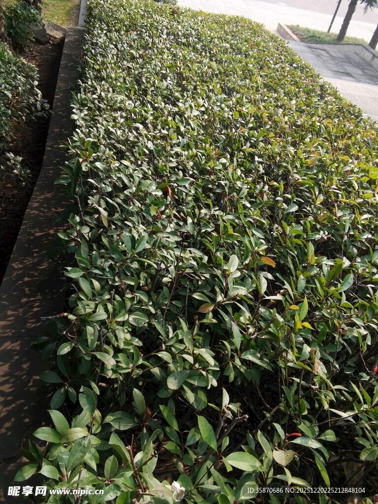 路边翠绿繁茂的灌木丛