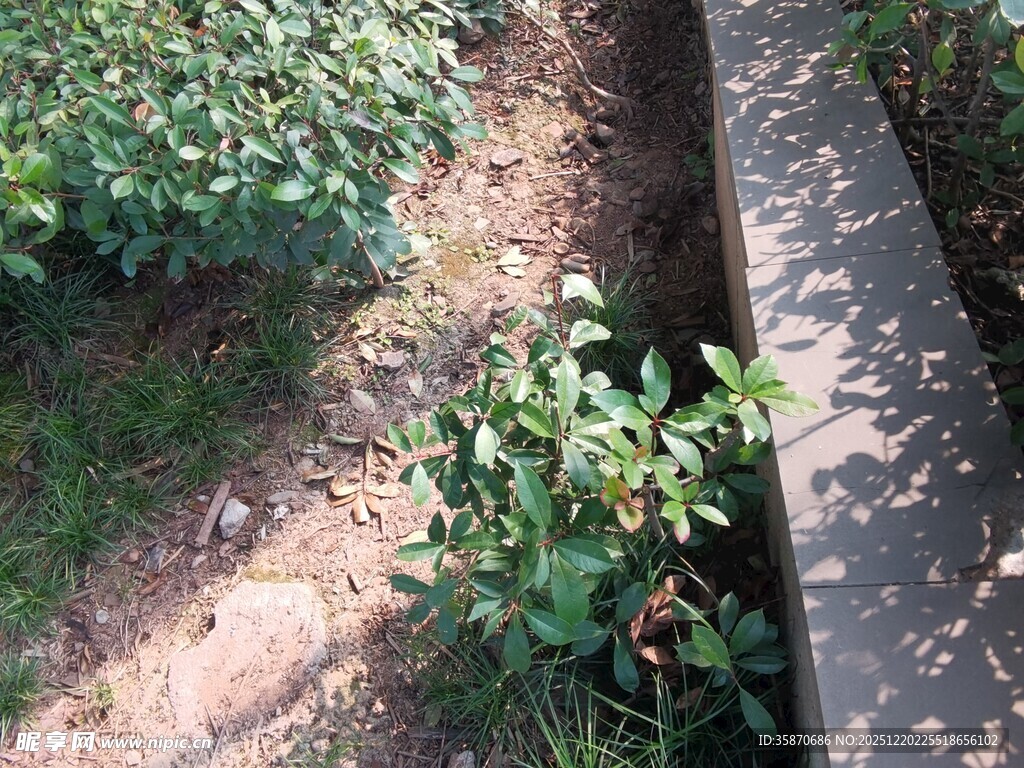 路边绿植与缝隙中的生机