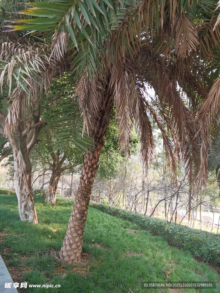 户外葱郁棕榈树与草地