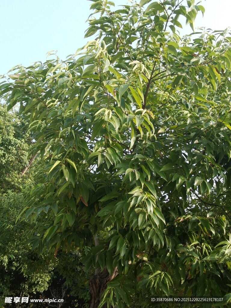 繁茂绿树展现自然生机