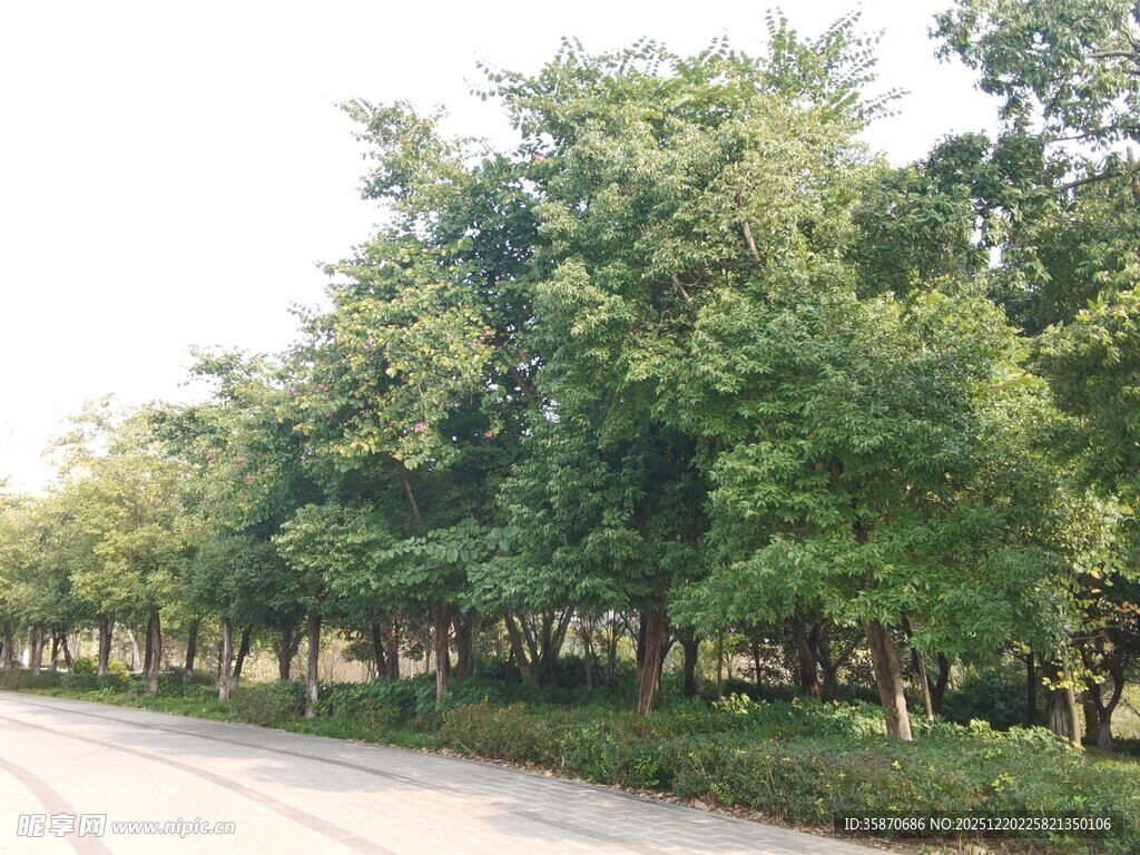 道路旁葱郁的绿树景观