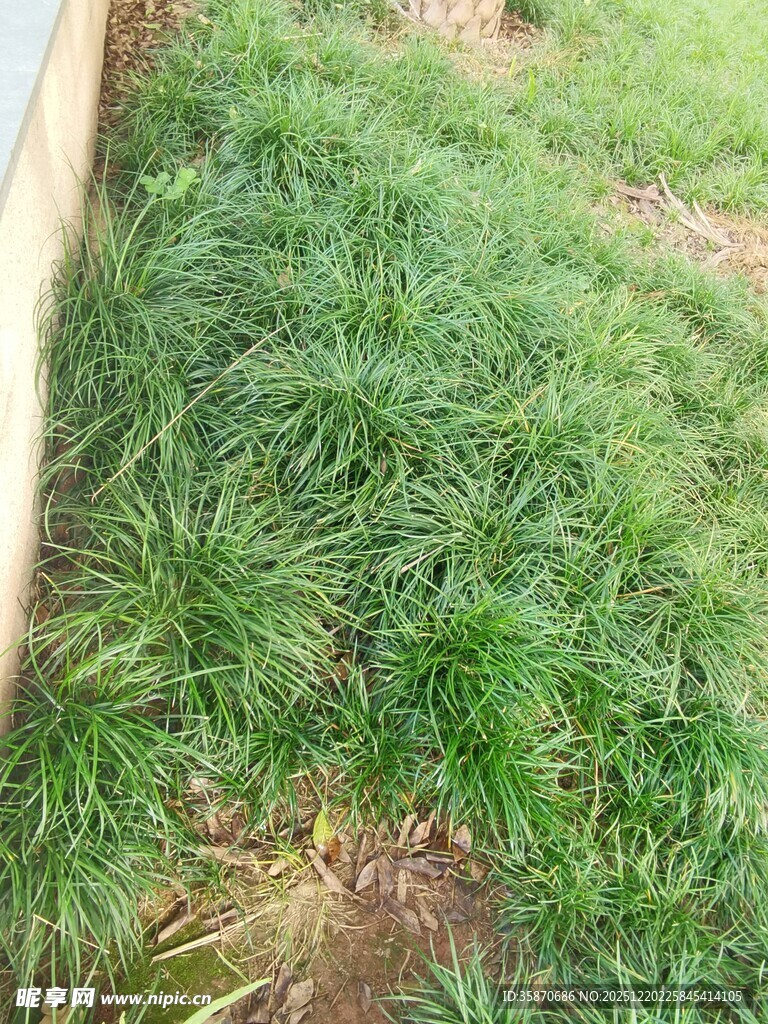 嫩绿草地近景特写