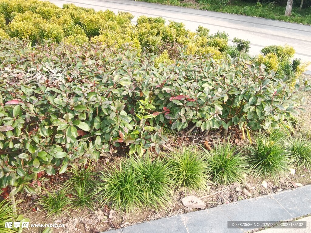 路边多彩绿植景观