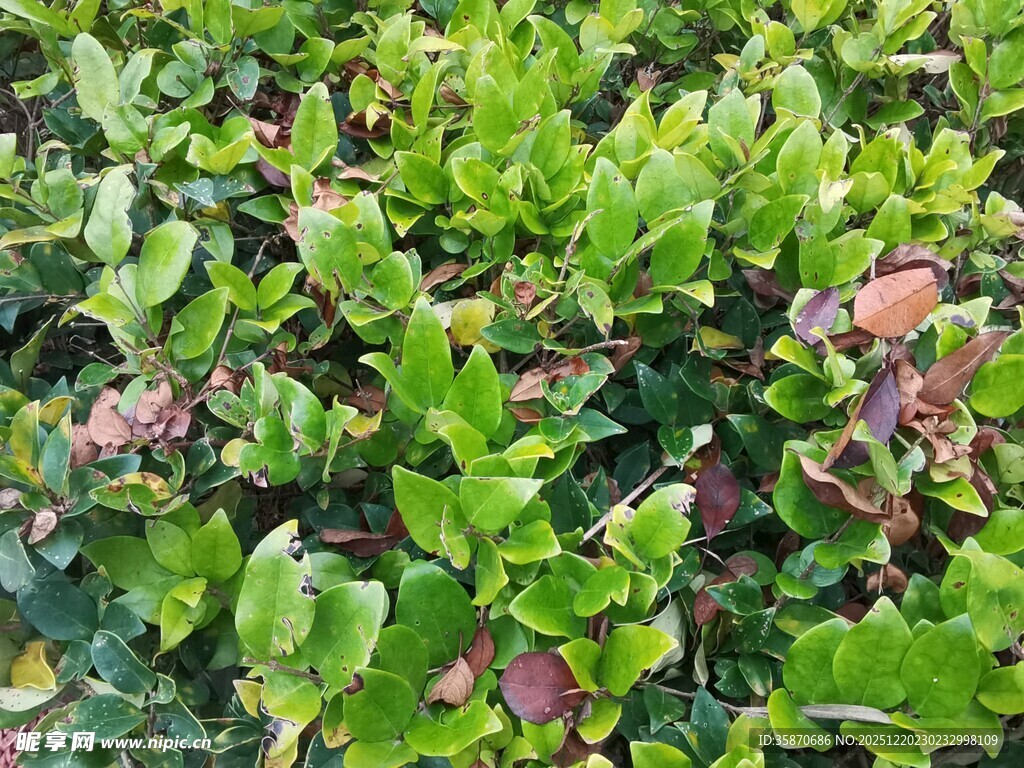 翠绿繁茂的植物景观
