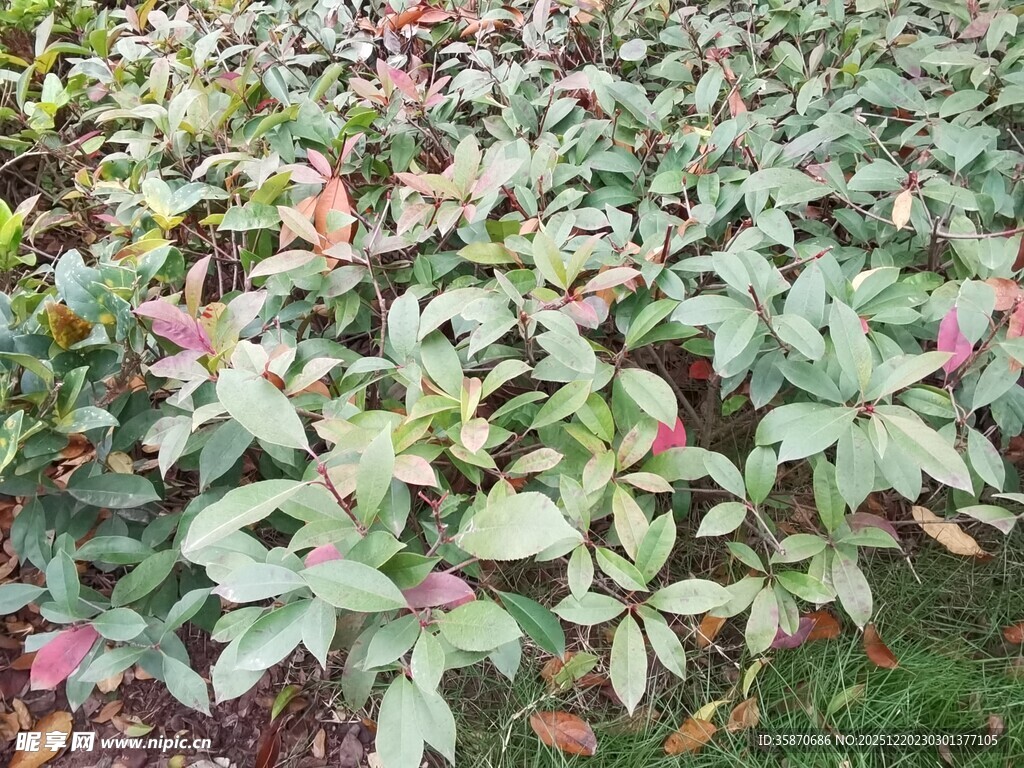 多彩叶片植物景观
