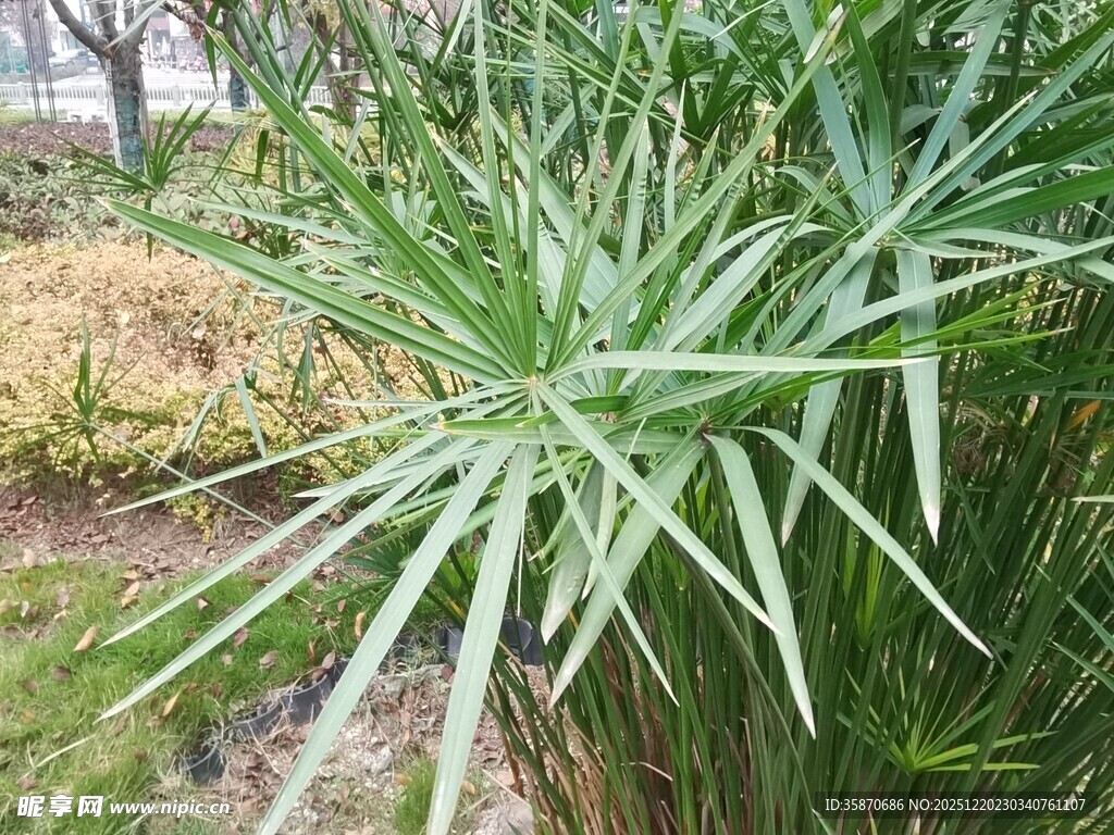 翠绿剑叶植物特写