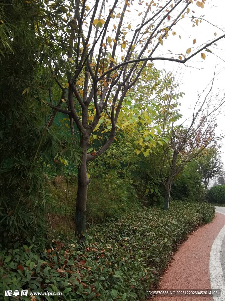 林间蜿蜒小径绿意盎然