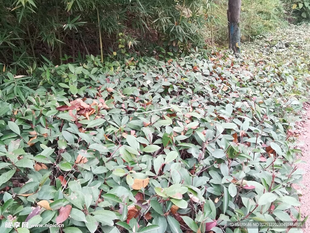 林间多彩植物景观