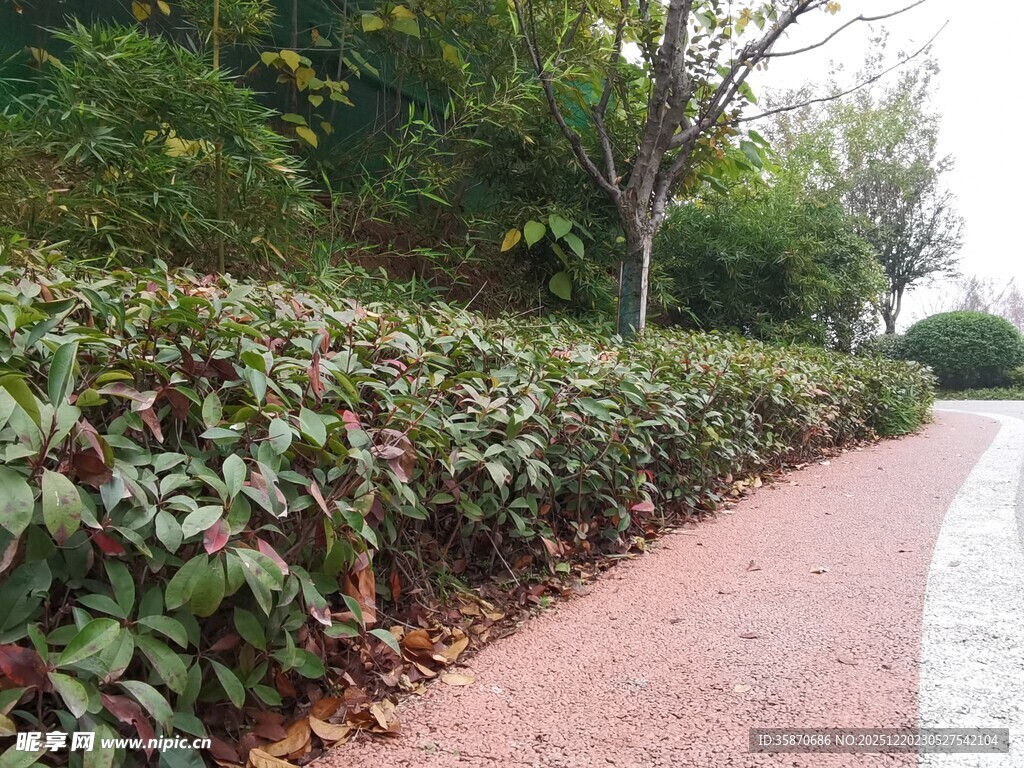 路边绿植景观