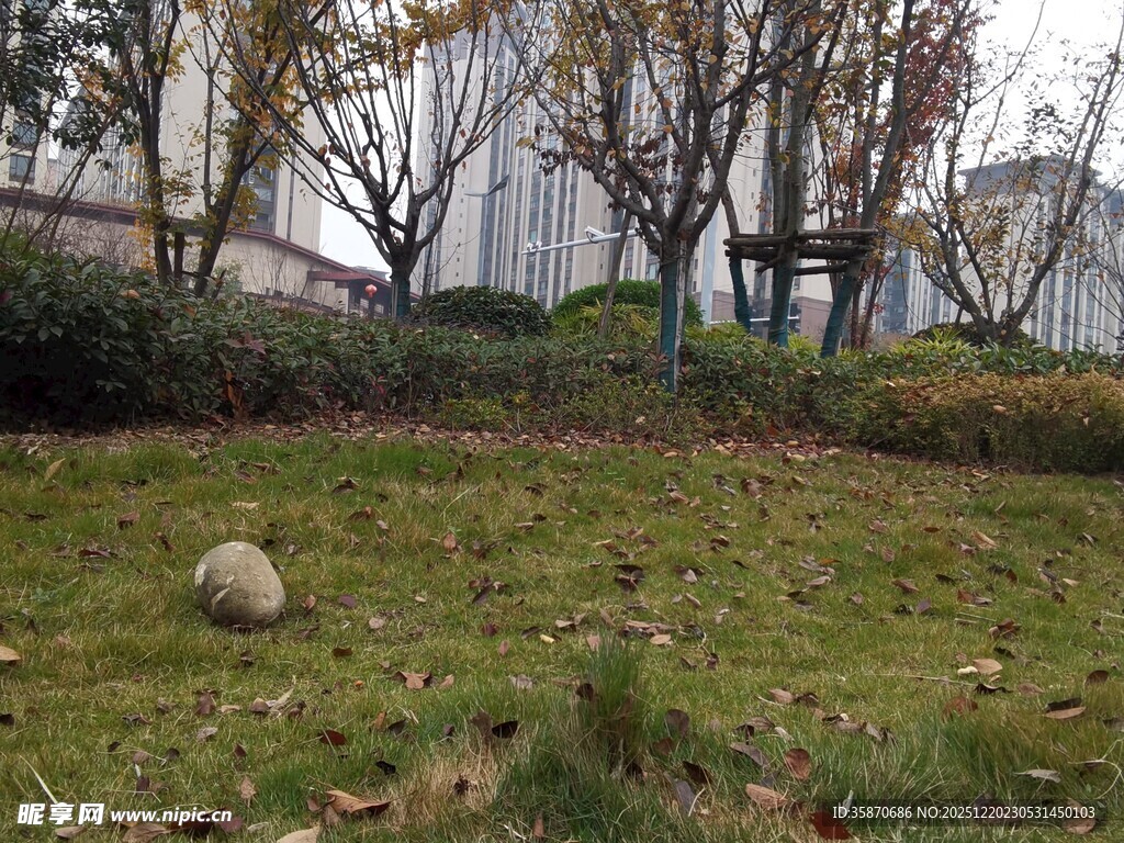 城市草地与树木景观