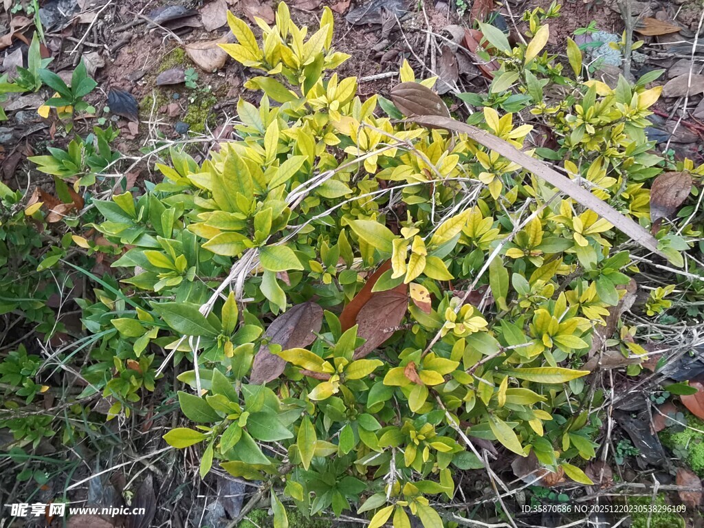 黄绿相间的蓬勃植物