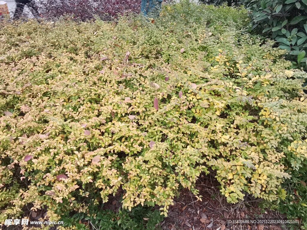 金黄叶片植物景观