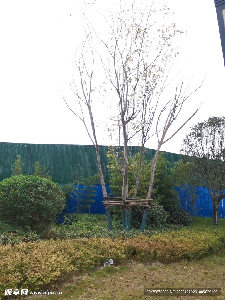 户外树木与绿植景观