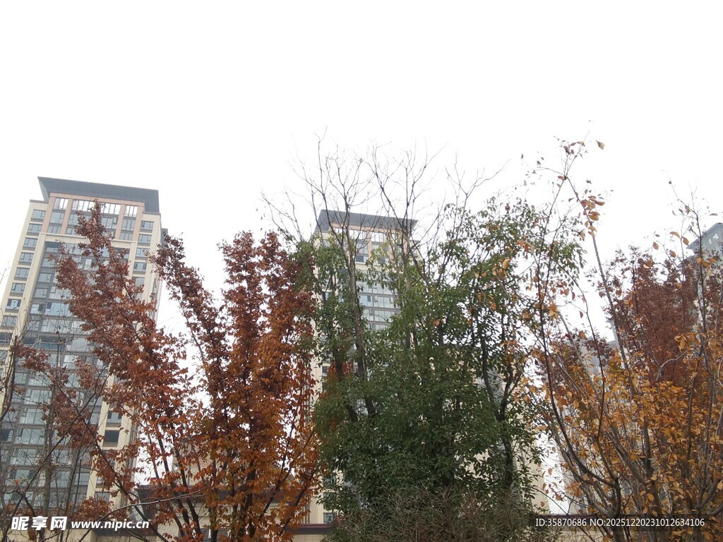 秋日城市间多彩树木景观