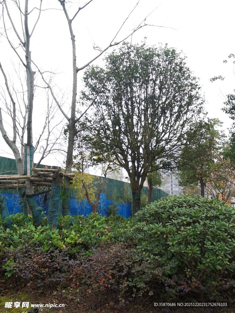 户外绿植与树木景观