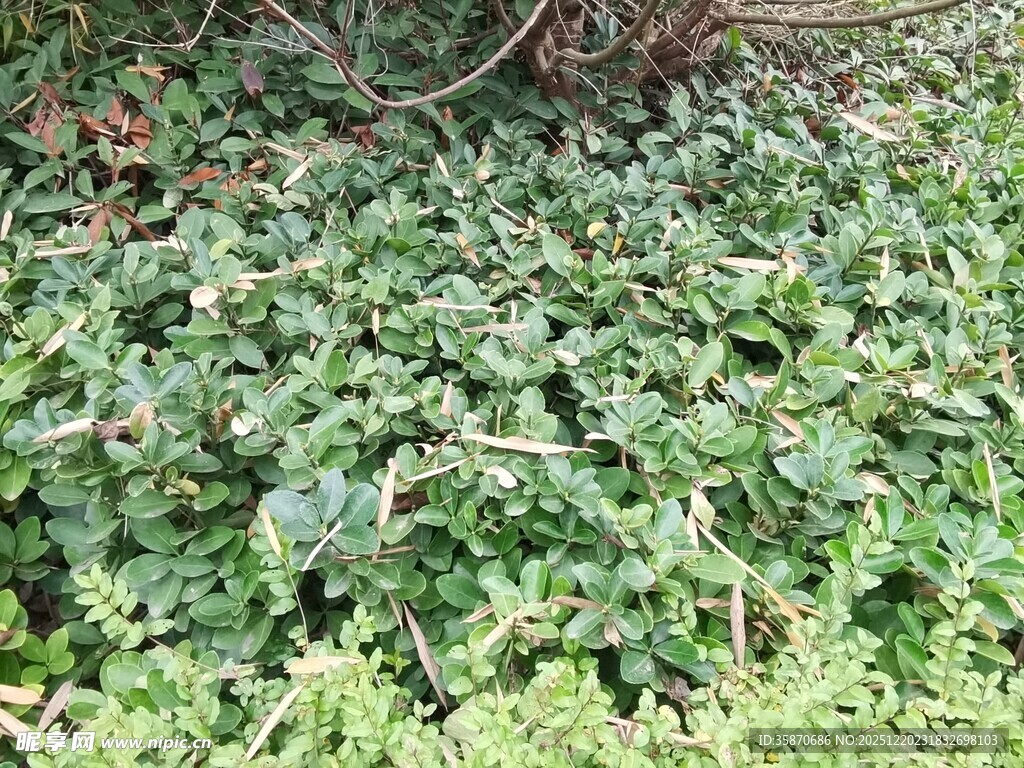 地面覆盖的翠绿植物