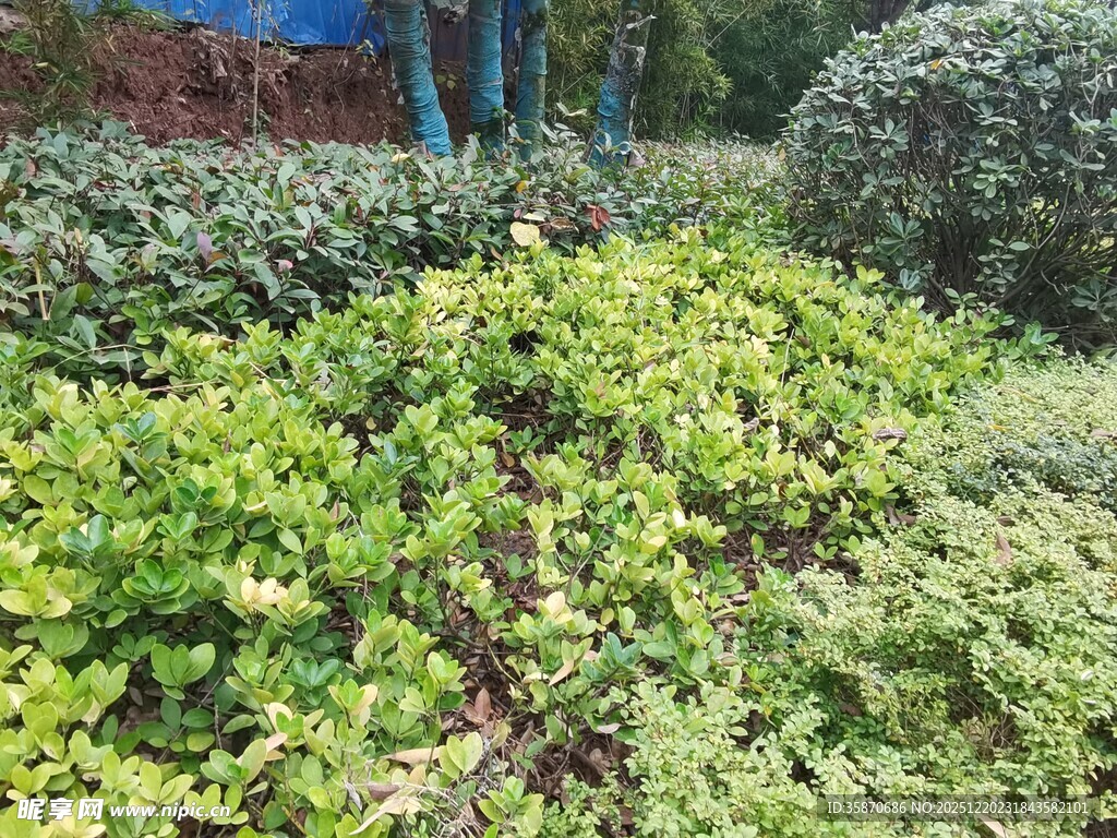 绿意盎然的园林植物景观