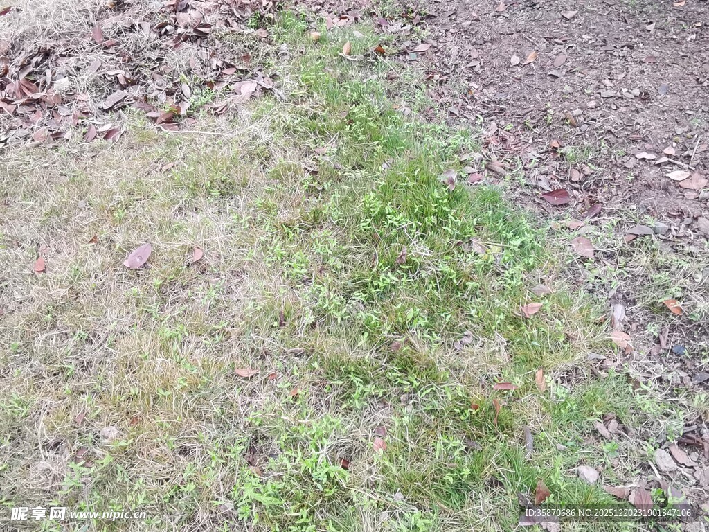 地面上的稀疏绿色植被