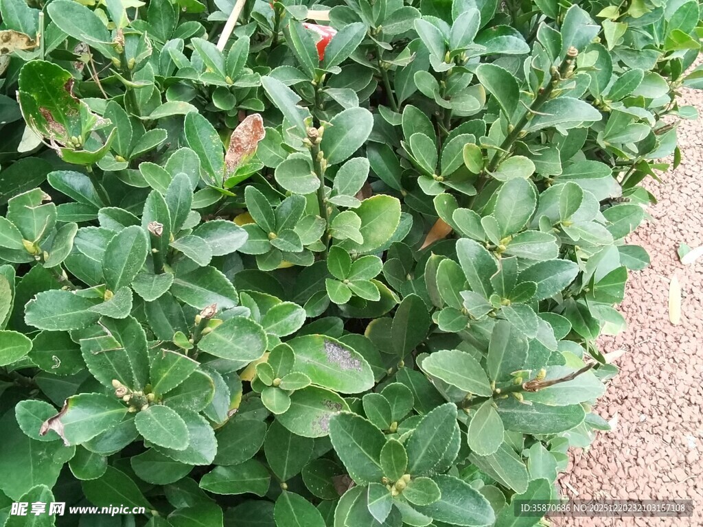 绿叶繁茂的植物景观