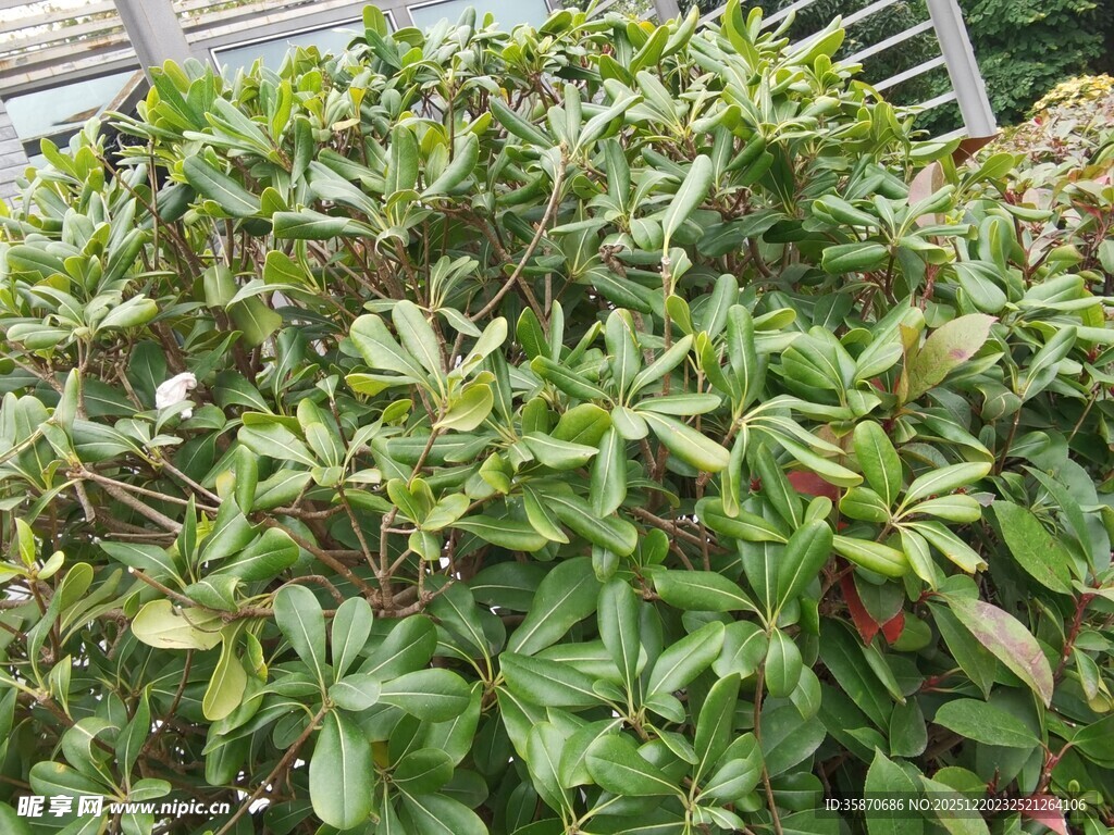 绿叶繁茂的植物景观