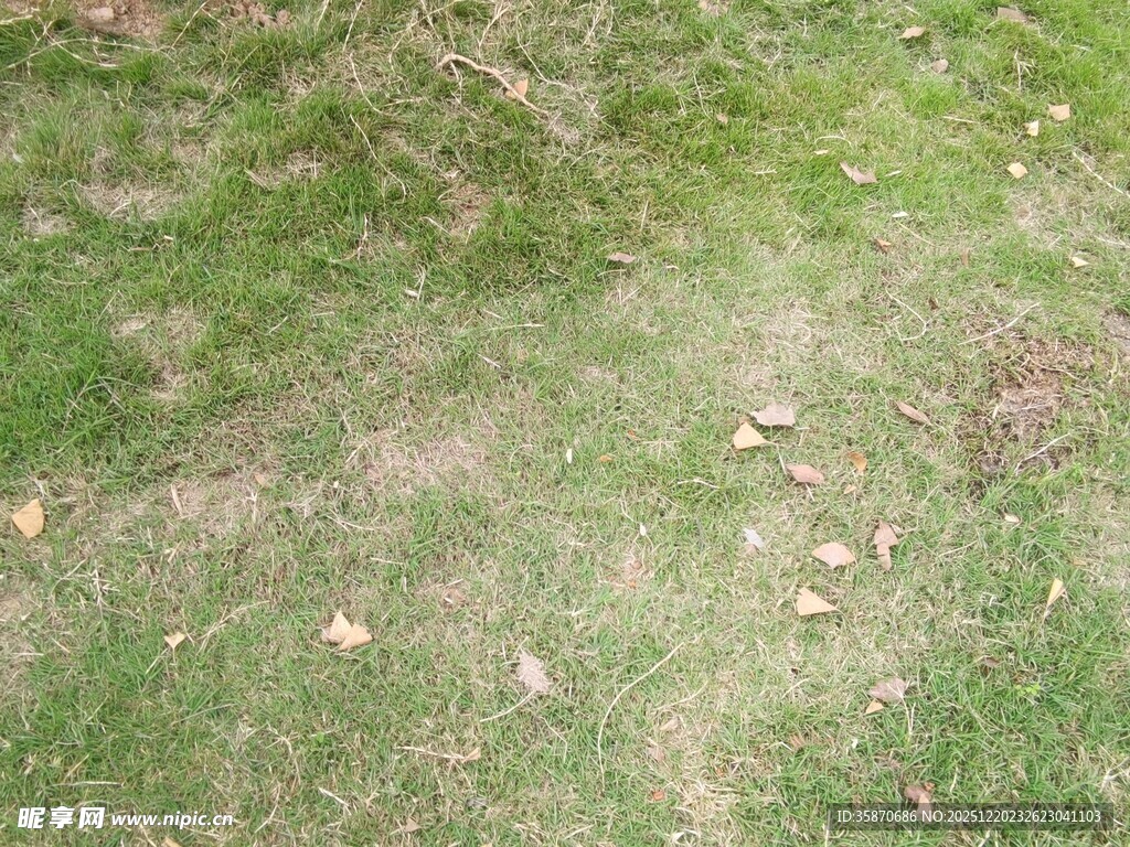 斑驳草地散落些许枯叶