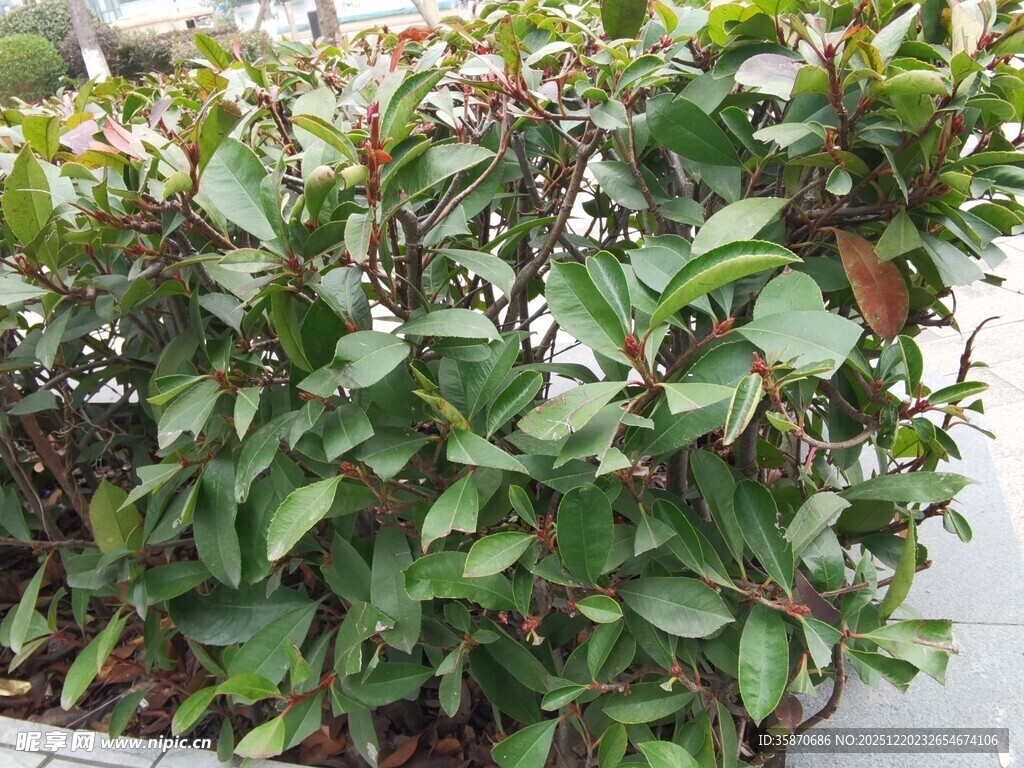 绿叶繁茂的绿植盆栽