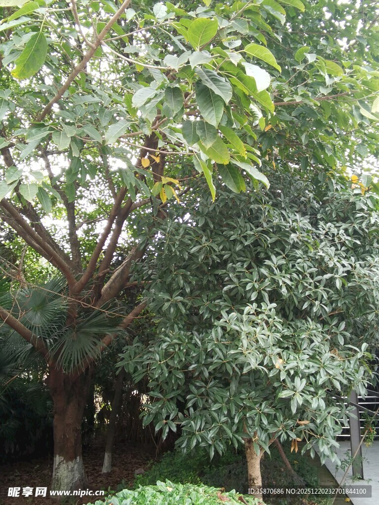 庭院绿树成荫的自然景致