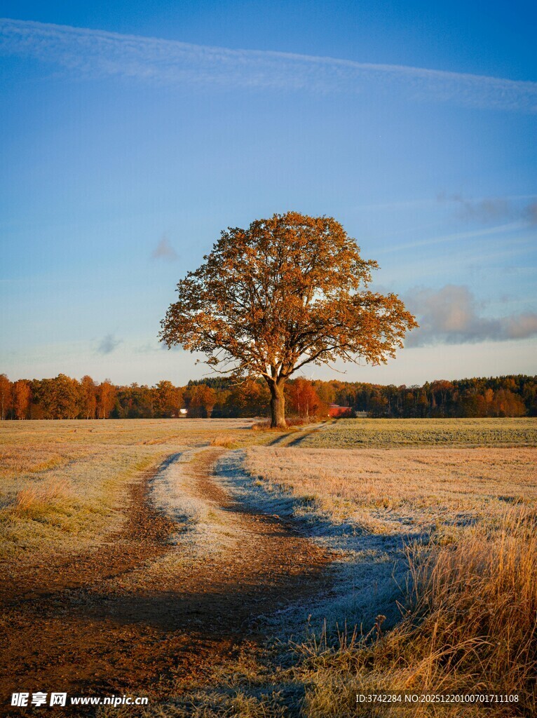 旷野孤树 霜晨静谧之景