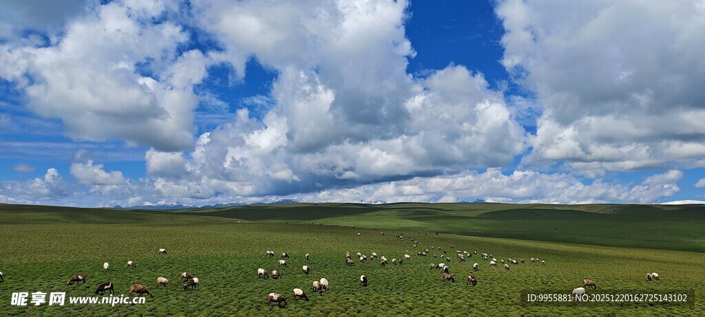 甘肃青海环草原蓝天羊群美丽风光