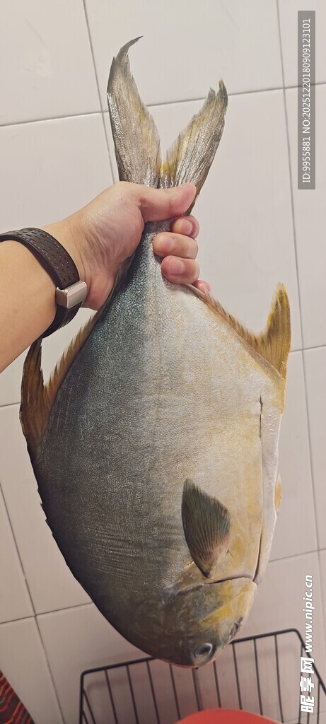 美食美味手拎新鲜金鲳鱼