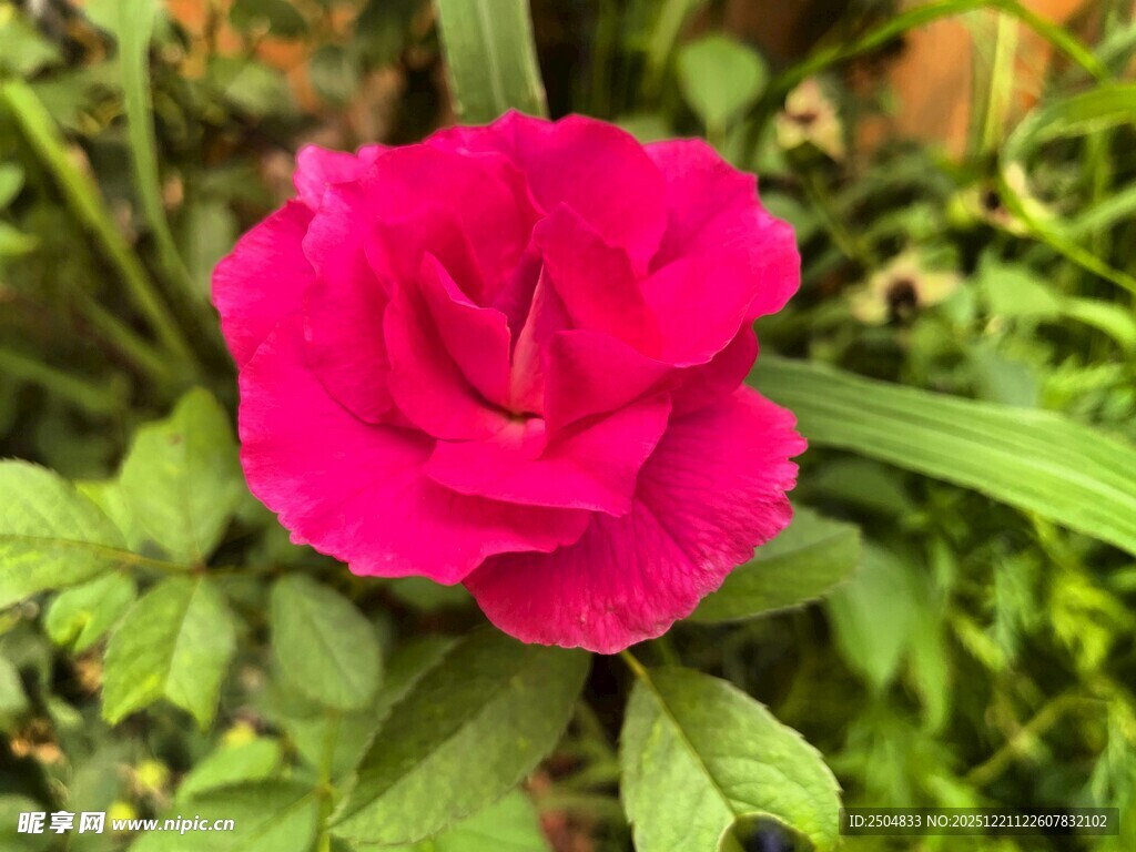 娇艳红玫瑰绽放绿叶间