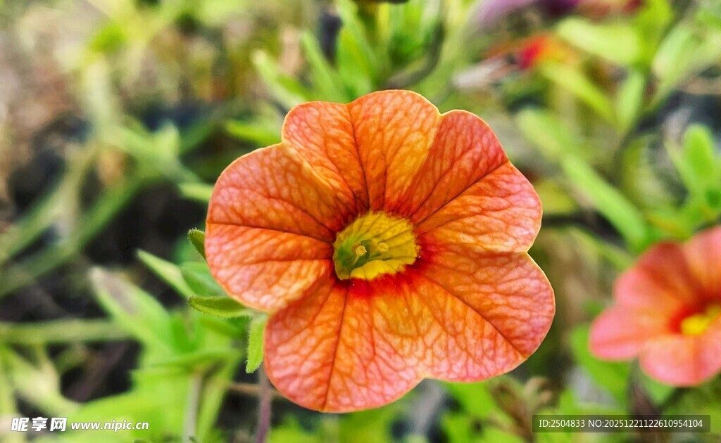 橙红色矮牵牛花特写
