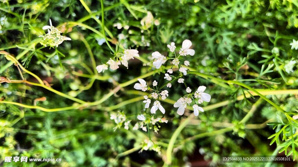 绿叶丛中的白色小花