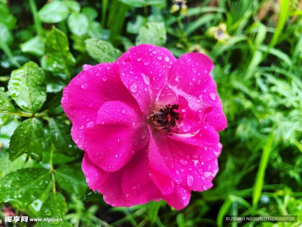娇艳带露粉花引蜜蜂